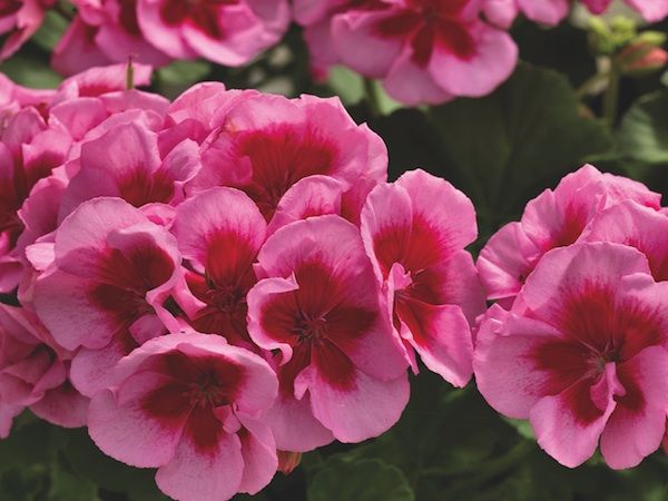 Product slider image