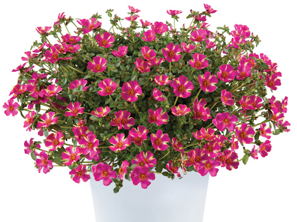 Product slider image