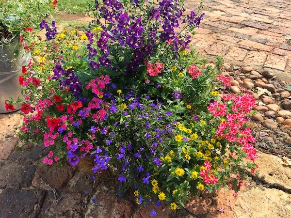 Angelonia, Verbena, Lobelia & Sanvitalia