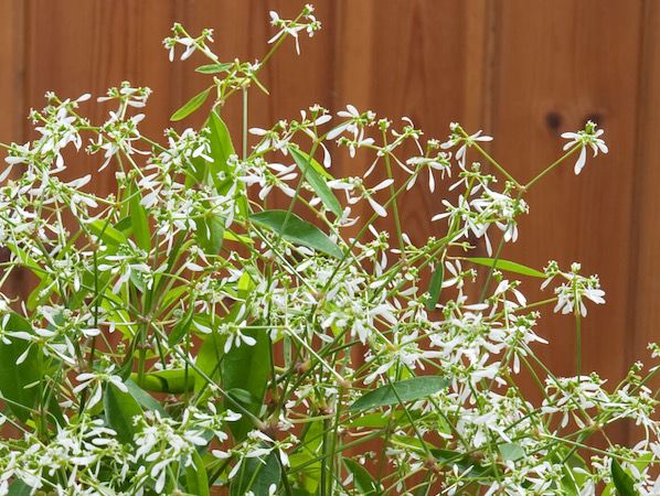 Sun-loving Plants