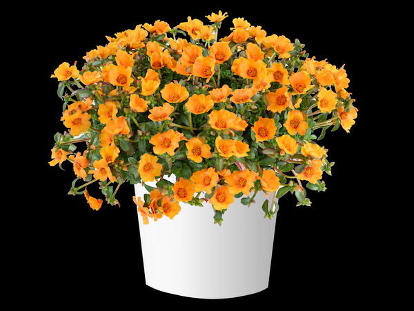 Product slider image