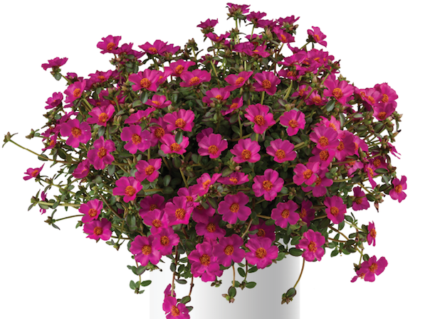 Product slider image