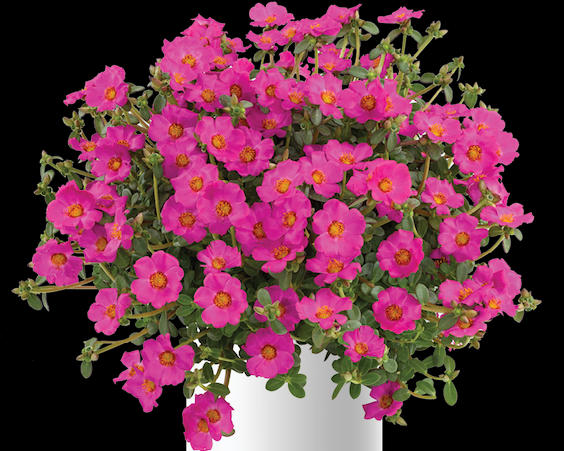 Product slider image