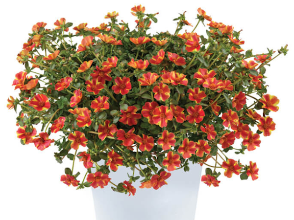 Product slider image