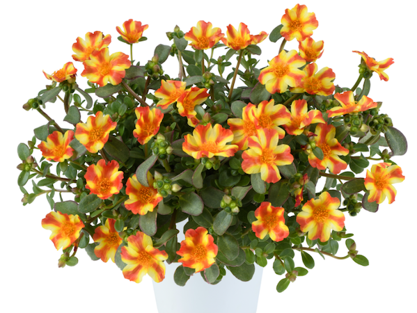Product slider image