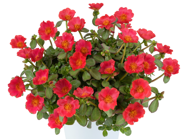 Product slider image