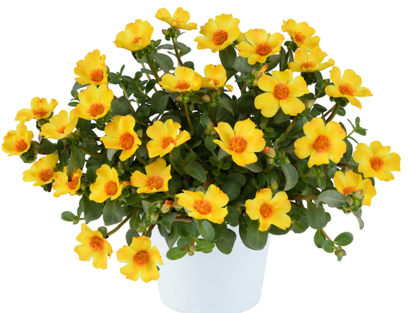 Product slider image