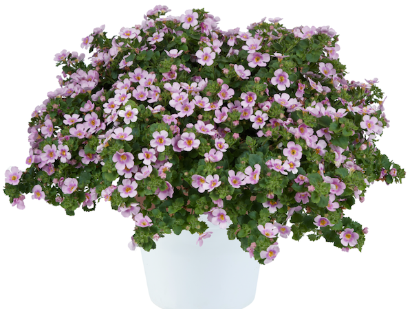 Product slider image