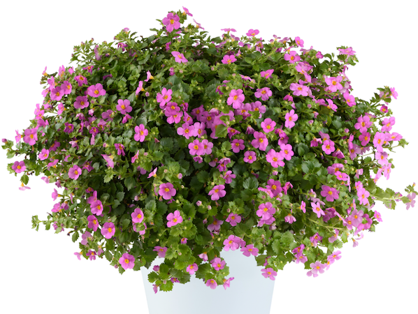 Product slider image