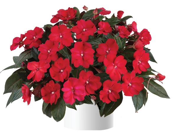 Product slider image