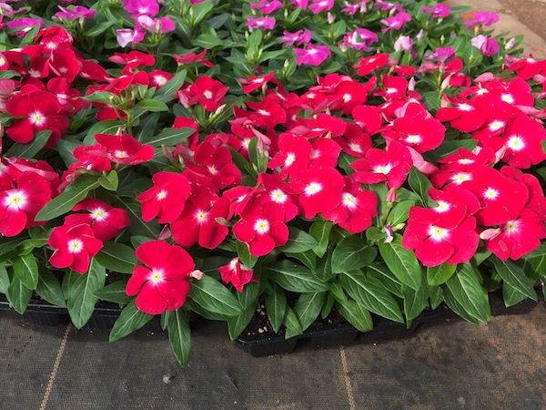 Summer Bedding Plants