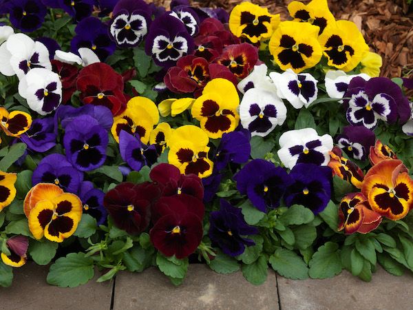 Winter Bedding Plants